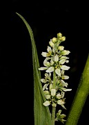 045Veratrum 19-5579